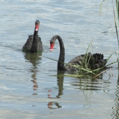 Cygnus atratus at Acton, ACT - 21 Jan 2006