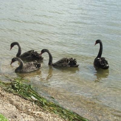 Cygnus atratus (Black Swan) at Acton, ACT - 21 Jan 2006 by AlisonMilton