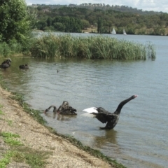 Cygnus atratus at Acton, ACT - 21 Jan 2006