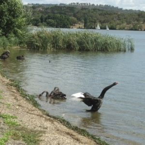 Cygnus atratus at Acton, ACT - 21 Jan 2006