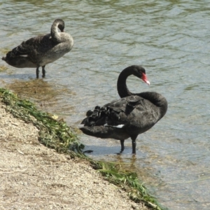 Cygnus atratus at Acton, ACT - 21 Jan 2006