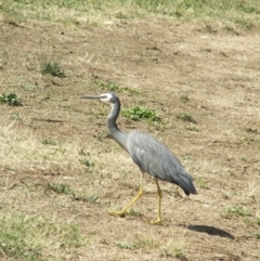 Egretta novaehollandiae (White-faced Heron) at Acton, ACT - 21 Jan 2006 by AlisonMilton