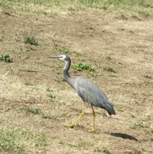 Egretta novaehollandiae at Acton, ACT - 21 Jan 2006 03:02 PM