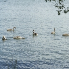 Cygnus atratus (Black Swan) at Acton, ACT - 21 Jan 2006 by AlisonMilton