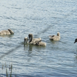 Cygnus atratus at Acton, ACT - 21 Jan 2006