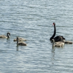 Cygnus atratus at Acton, ACT - 21 Jan 2006