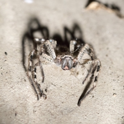 Neosparassus calligaster (Beautiful Badge Huntsman) at Higgins, ACT - 11 Jul 2020 by AlisonMilton