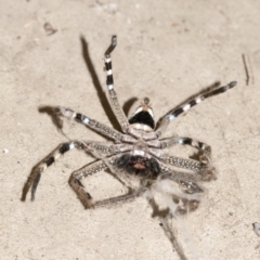 Neosparassus calligaster at Higgins, ACT - 11 Jul 2020