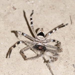 Neosparassus calligaster at Higgins, ACT - 11 Jul 2020