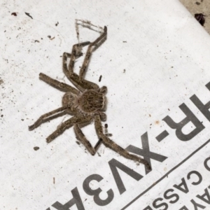 Neosparassus calligaster at Higgins, ACT - 11 Jul 2020