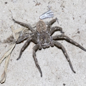 Neosparassus calligaster at Higgins, ACT - 11 Jul 2020