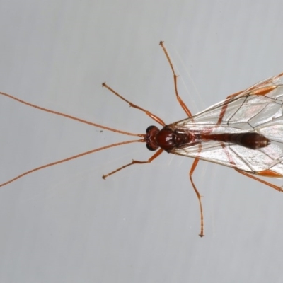 Megaceria sp. (genus) (Ctenopelmatinae parasitic wasp) at Ainslie, ACT - 14 Jul 2020 by jbromilow50