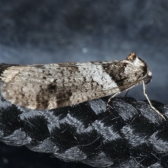Lepidoscia heliochares (Lepidoscia heliochares) at Congo, NSW - 11 Jul 2020 by jb2602