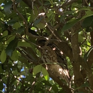 Ninox boobook at Latham, ACT - 16 Jul 2020 11:18 AM