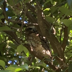 Ninox boobook at Latham, ACT - 16 Jul 2020 11:18 AM