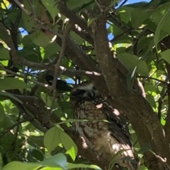 Ninox boobook at Latham, ACT - 16 Jul 2020 11:18 AM