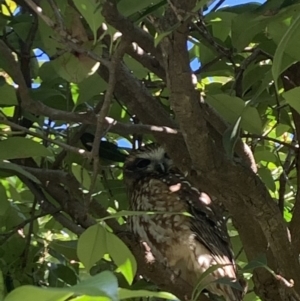 Ninox boobook at Latham, ACT - 16 Jul 2020