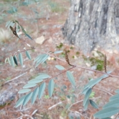 Indigofera australis subsp. australis (Australian Indigo) at Isaacs, ACT - 15 Jul 2020 by Mike