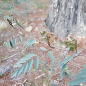 Indigofera australis subsp. australis at Isaacs, ACT - 16 Jul 2020 04:49 AM