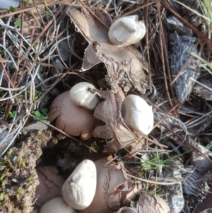 Geastrum sp. at Isaacs, ACT - 16 Jul 2020 04:27 AM