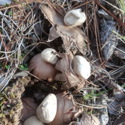 Geastrum sp. (Geastrum sp.) at Isaacs Ridge and Nearby - 16 Jul 2020 by Mike