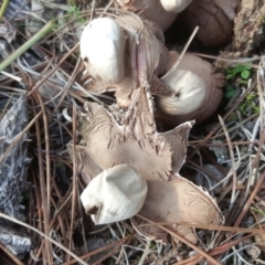 Geastrum sp. at Isaacs, ACT - 16 Jul 2020 04:27 AM