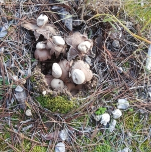 Geastrum sp. at Isaacs, ACT - 16 Jul 2020