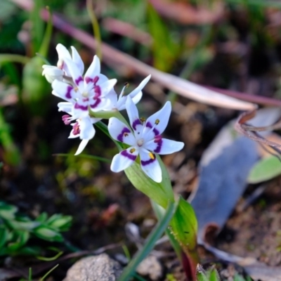 Wurmbea dioica subsp. dioica (Early Nancy) at Amaroo, ACT - 16 Jul 2020 by Kurt