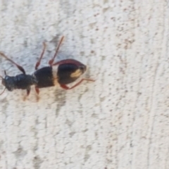 Lemidia accincta at Hackett, ACT - 16 Jul 2020 12:38 PM