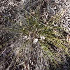 Lepidosperma laterale at Hackett, ACT - 16 Jul 2020 12:51 PM