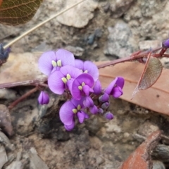 Hardenbergia violacea (False Sarsaparilla) at Hackett, ACT - 16 Jul 2020 by tpreston