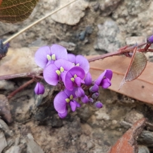 Hardenbergia violacea at Hackett, ACT - 16 Jul 2020 12:52 PM