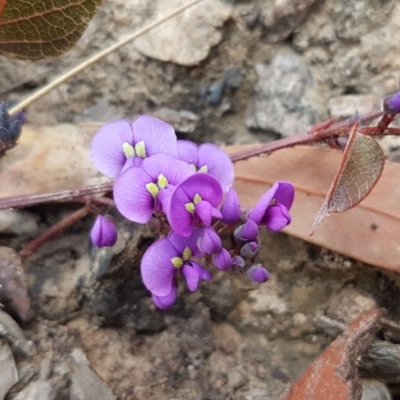 Hardenbergia violacea (False Sarsaparilla) at Hackett, ACT - 16 Jul 2020 by tpreston