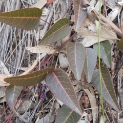 Hardenbergia violacea at Hackett, ACT - 16 Jul 2020 12:52 PM