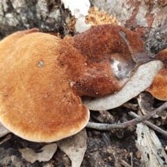 Postia pelliculosa (A wood-rotting bracket fungus) at Hackett, ACT - 16 Jul 2020 by tpreston