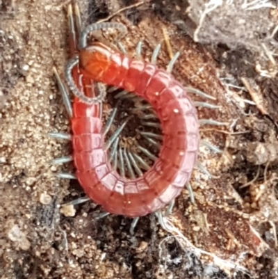 Scolopendromorpha (order) (A centipede) at Hackett, ACT - 16 Jul 2020 by tpreston