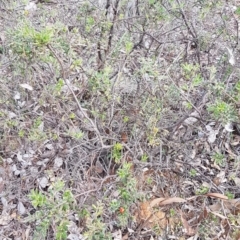 Grevillea alpina at Hackett, ACT - 16 Jul 2020 12:59 PM