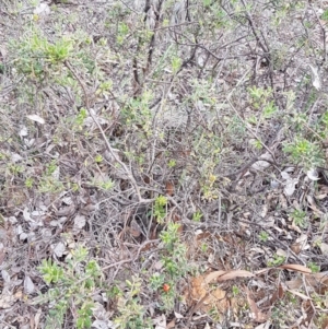 Grevillea alpina at Hackett, ACT - 16 Jul 2020 12:59 PM