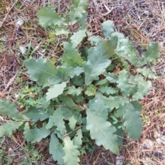 Quercus robur (English Oak) at Isaacs Ridge and Nearby - 16 Jul 2020 by Mike