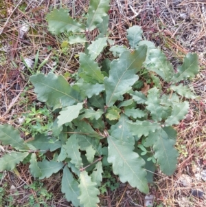 Quercus robur at Isaacs, ACT - 16 Jul 2020 05:03 AM