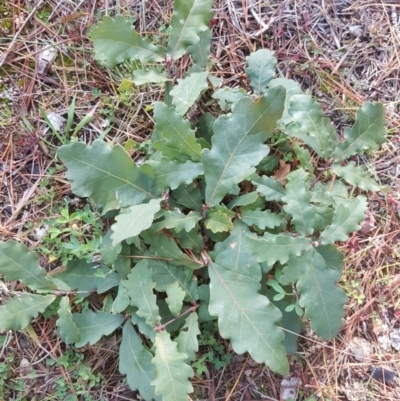 Quercus robur (English Oak) at Isaacs Ridge and Nearby - 16 Jul 2020 by Mike