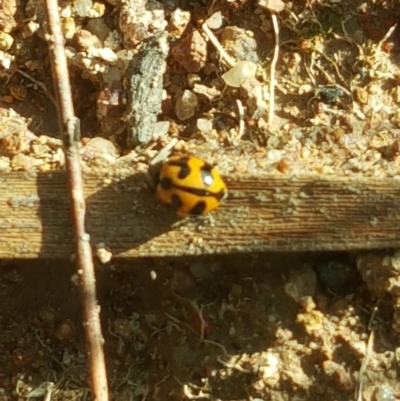 Coccinella transversalis (Transverse Ladybird) at Isaacs Ridge and Nearby - 16 Jul 2020 by Mike