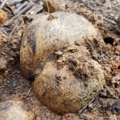 Pisolithus marmoratus (Horse Dung Fungus) at Point 4242 - 16 Jul 2020 by trevorpreston