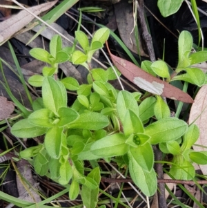 Cerastium glomeratum at Acton, ACT - 16 Jul 2020