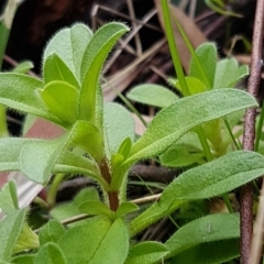 Cerastium glomeratum at Acton, ACT - 16 Jul 2020