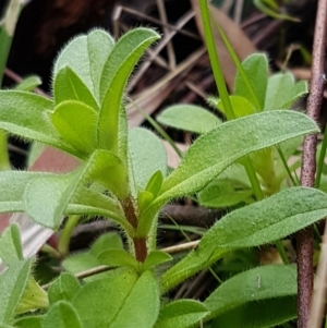 Cerastium glomeratum at Acton, ACT - 16 Jul 2020