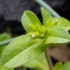 Cerastium glomeratum at Acton, ACT - 16 Jul 2020