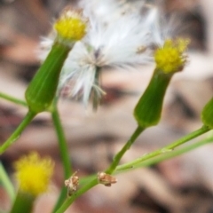 Senecio diaschides (Erect Groundsel) at ANBG South Annex - 16 Jul 2020 by tpreston