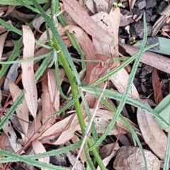 Senecio diaschides at Acton, ACT - 16 Jul 2020