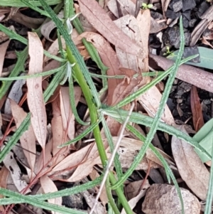 Senecio diaschides at Acton, ACT - 16 Jul 2020